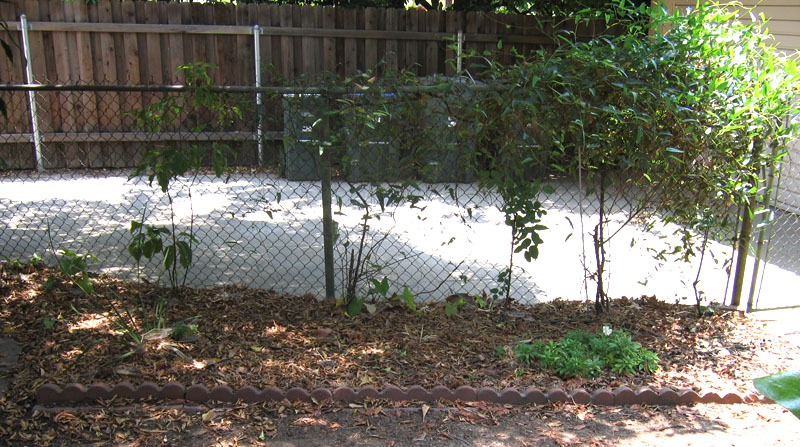 Drip-irrigated back yard garden between the driveway and the redwood