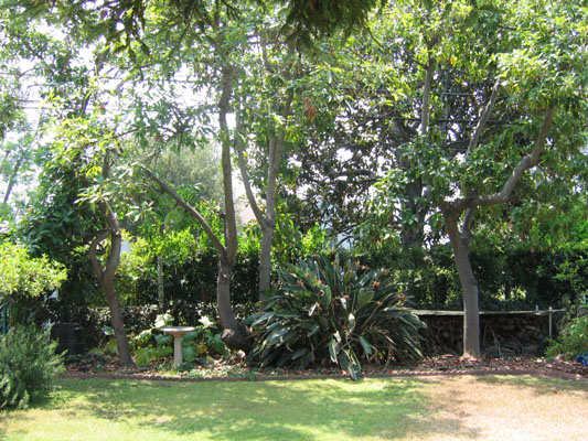 Healthy trees in the south back yard