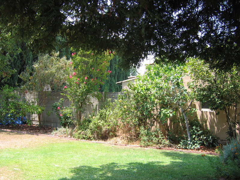 Drip-irrigated back yard west garden is doing well